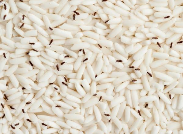 طارد الأرز