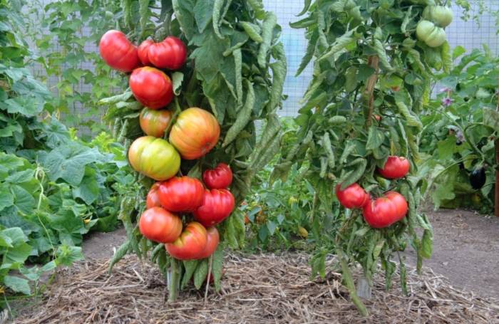 زراعة نباتات الطماطم