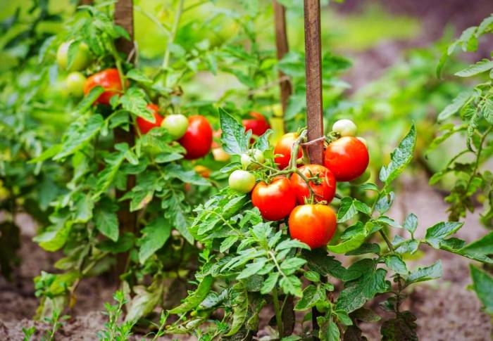 مبادئ زراعة الطماطم 