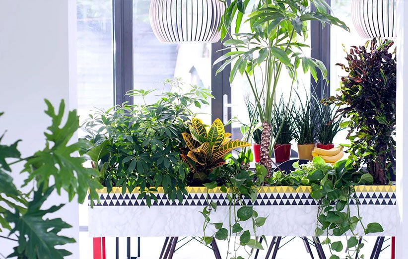أفضل النباتات المنزلية للغرف المشرقة